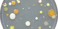 „Überall Bakterien!" - Ausstellung in der Universitätsbibliothek eröffnet